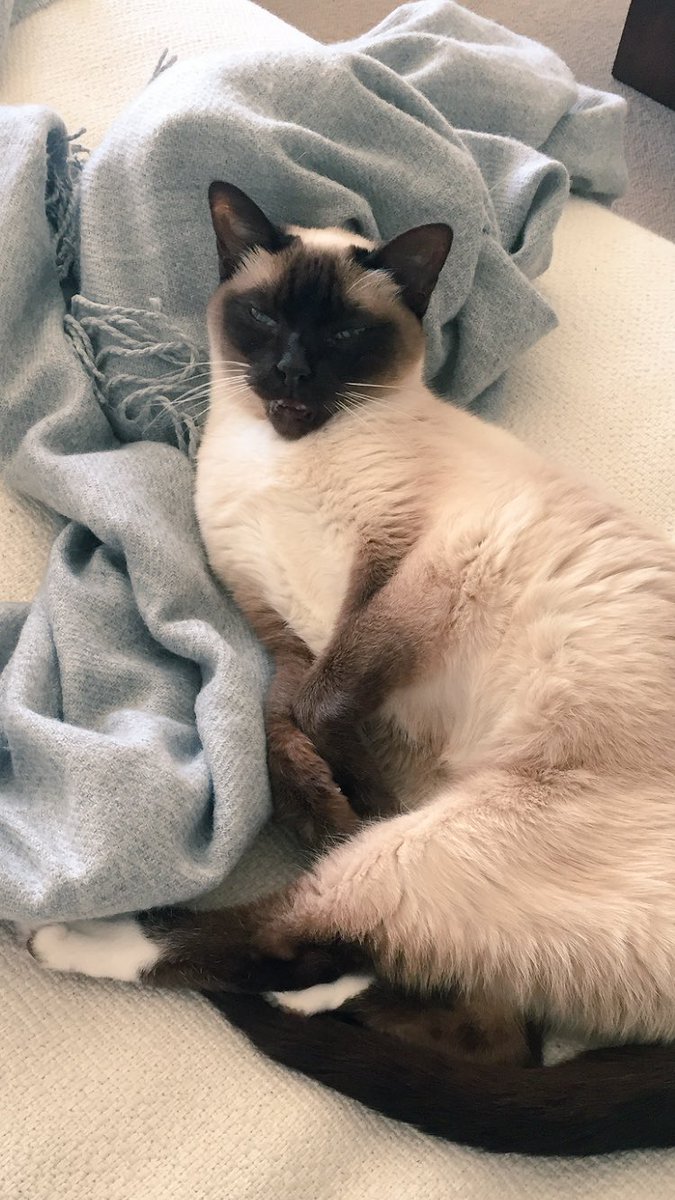 myleftfang's tweet image. THEY’VE EATEN THEIR BREAKFAST, THEY’RE PACKING THEIR CASES, I’VE VOMMED ON THE CARPET, AND HISSED IN THEIR FACES.
#ByeIdiots #DontCallMeIllCallYou #IWont #Yippee