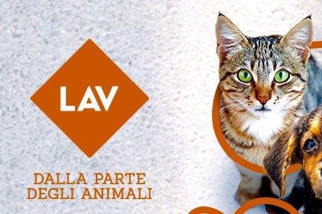 glfelicetti's tweet photo. #17febbraio Auguri per la festa del #gatto Ma negli altri 364 giorni la festa lo Stato la fa a chi tutela i gatti anche quelli salvati, considerati "beni di lusso". Noi scendiamo in piazza https://t.co/ZlRh534lq8 #WorldCatDay https://t.co/bZGdsdQU57