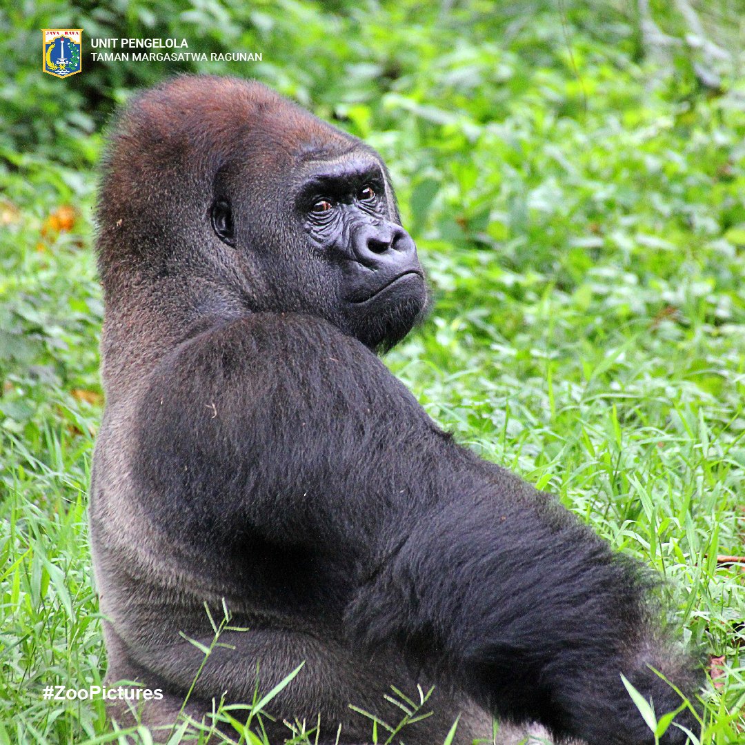 Gorila merupakan jenis primata yang terbesar. Ada dua spesies dalam genus  gorila, yaitu gorila timur (eastern gorila) dan gorilla barat (western  gorila). Termasuk jenis spesies yg manakah yg ada dalam foto ini ? #, image size:1080x1080