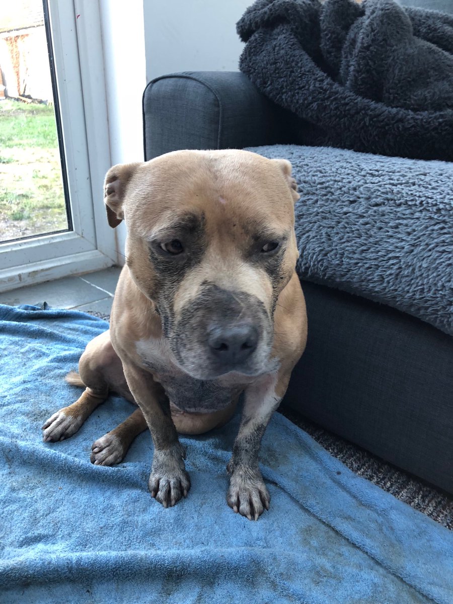 Mummy caught me playing with boomer ball unsupervised in the garden.... 😔 I got a little mucky... #staffysaturday #staffiesaturday #baddag #SaturdayMorning