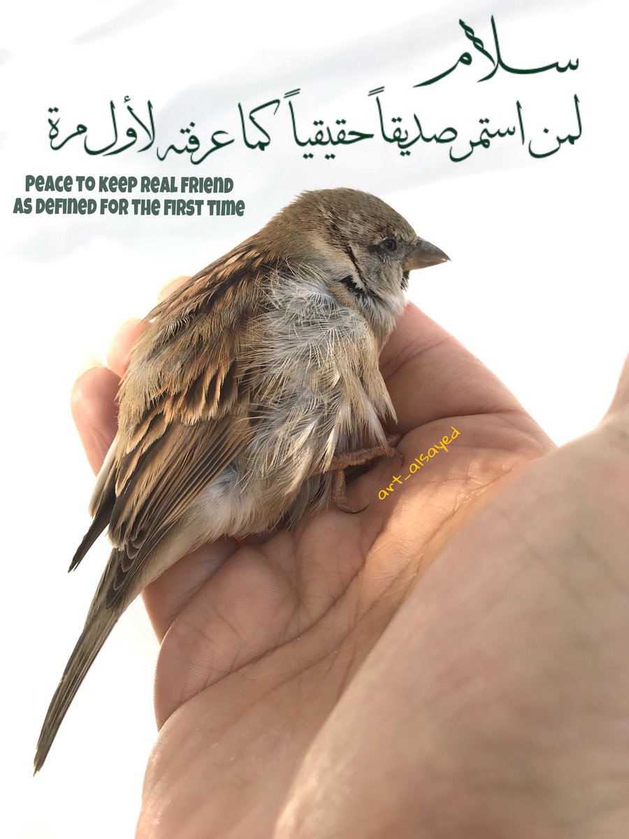 dxb_alsayed's tweet photo. #سلام_اصدقاء_حقيقة_هاشتاق_الخليج_الدوحة_قطر_السعودية_ابوظبي_دبي_تهران_آبادان__بغداد_عمان https://t.co/BZRmwbv0YK