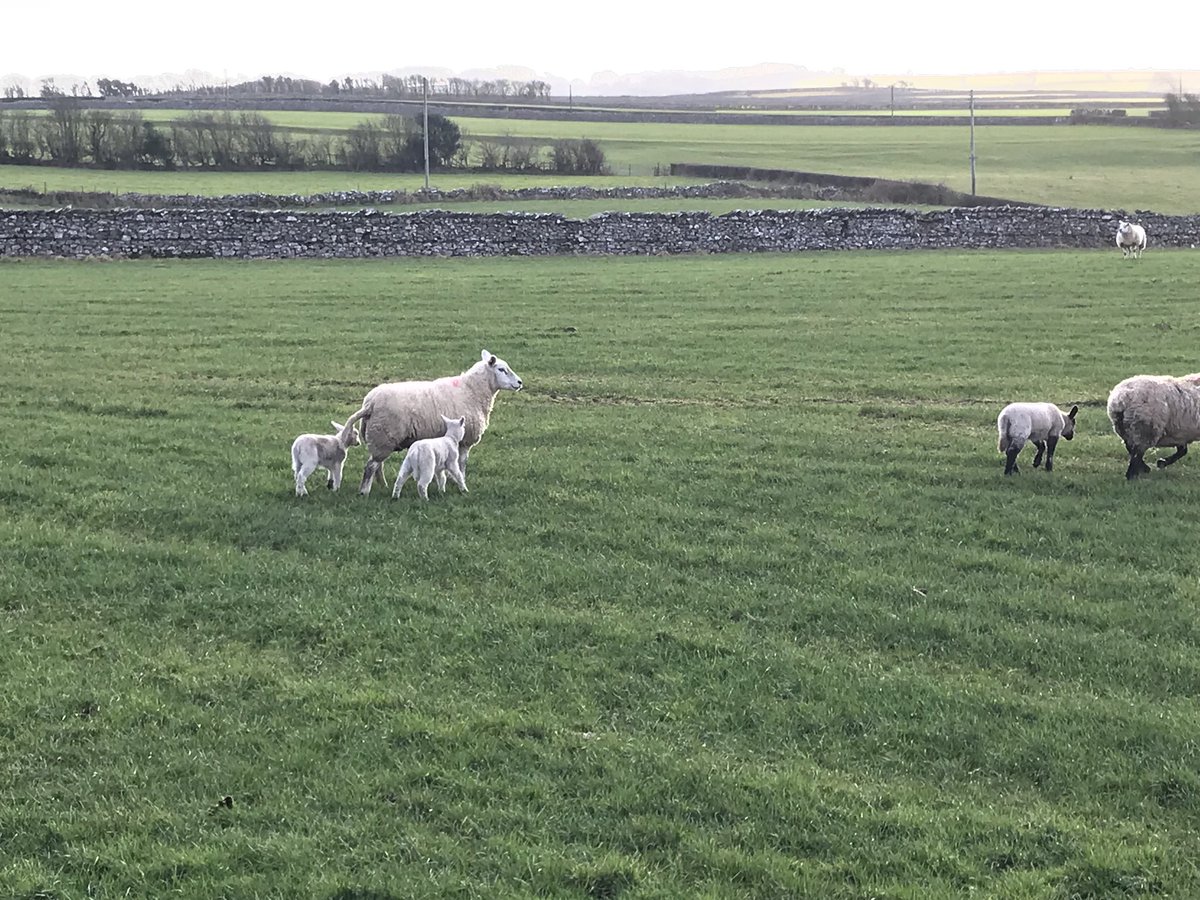 NTLakesFells's tweet photo. One of team saw his first #lambs of the year today near #Ulverston
#itwillsoonbespring ๐ https://t.co/zgYu3yNCvb
