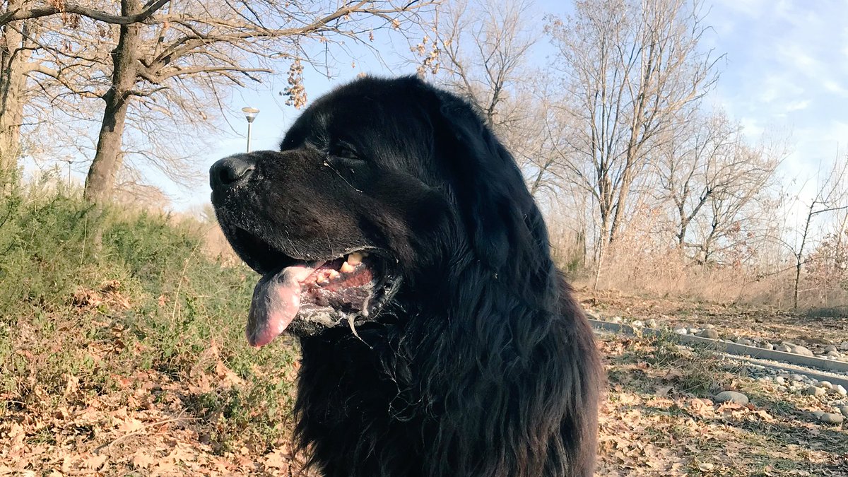 BooneNewfie's tweet photo. Out and about with my mom! Thirsty! #dog #dogs #pets #PetParty #newfie #newfoundland #walkthedog https://t.co/iGb55RkQhQ