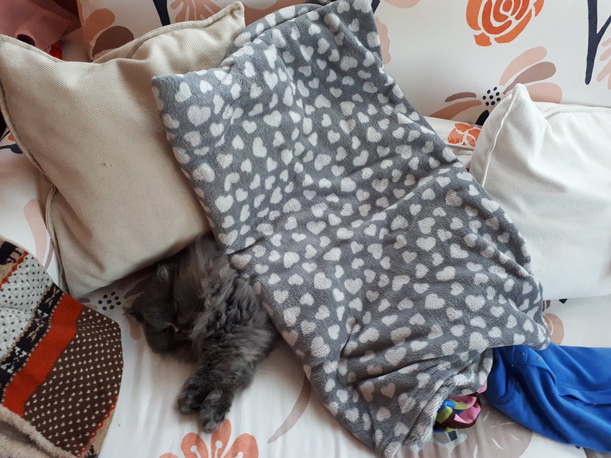 Sabasinger's tweet photo. #festadelgatto oggi ? Io direi tutti i giorni . Auguro amore mio ❤ https://t.co/1li6lXwP2n