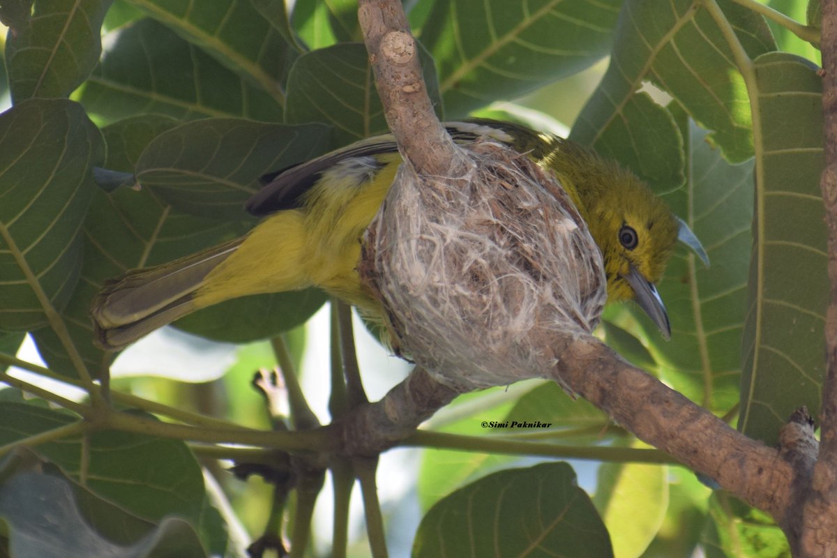 SimiPaknikar's tweet image. Making a comfortable home for its babies. #GBBC #GreatBackyardBirdCount @orientbirdclub #commoniora #Bengaluru #BirdsofIndia #nature #NaturePhotography