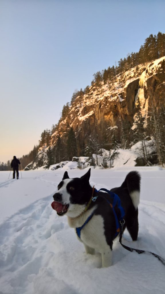 SPymS koira Jekku maistelee makeaa meininkiä #haukkavuori