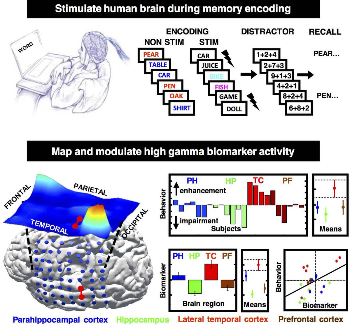 .<a href="/MayoClinic/">Mayo Clinic</a> researchers alter gamma brain waves with electrical stimulation and enhance human memory: bit.ly/2E4hoMK #neuromod #brainmachines #gammawaves #eNeuro