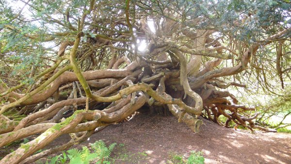 Ireland’s oldest tree #3There is some disagreement over which  #tree actually is  #Ireland’s oldest, although there is consensus that it is a  #yew tree! The yew in the grounds of Crom Castle  @CromCastleRenta in Co  #Fermanagh, N Ireland is thought to be 800+ years old!  #CromCastle