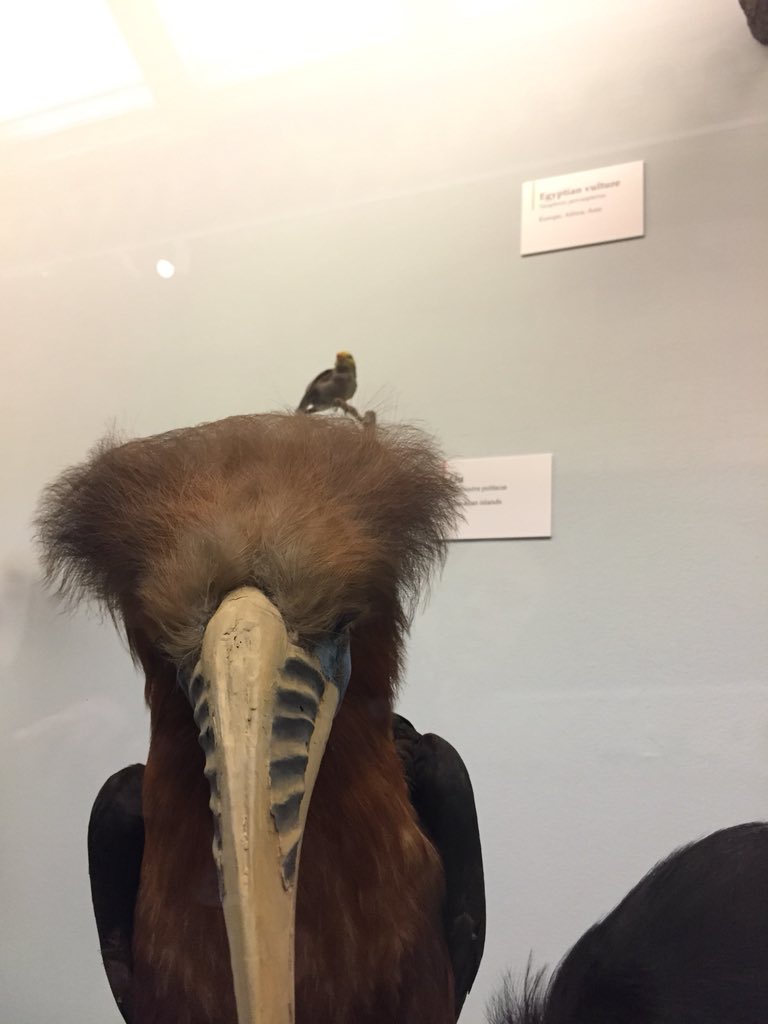 Now I know where #Trump got his hair style from