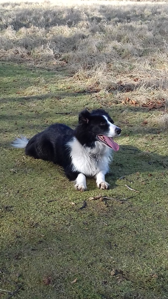 rachelthorman1's tweet photo. Glorious spring day by the South Tyne walking with my retired #dairy #farmer dad & Katy #RSKpedometerchallenge @ADASGroup @rsk https://t.co/aGnFE1OD5e
