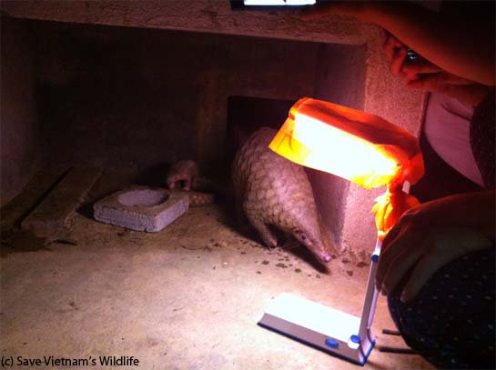 #Pangolins are the world’s most trafficked species. On #WorldPangolinDay we celebrate the protectors of these unique animals, <a href="/people4pangolin/">People for Pangolins</a> a non-profit group that has been working tirelessly to facilitate #conservation of all eight pangolin species.
ow.ly/6Y3T30isA9b