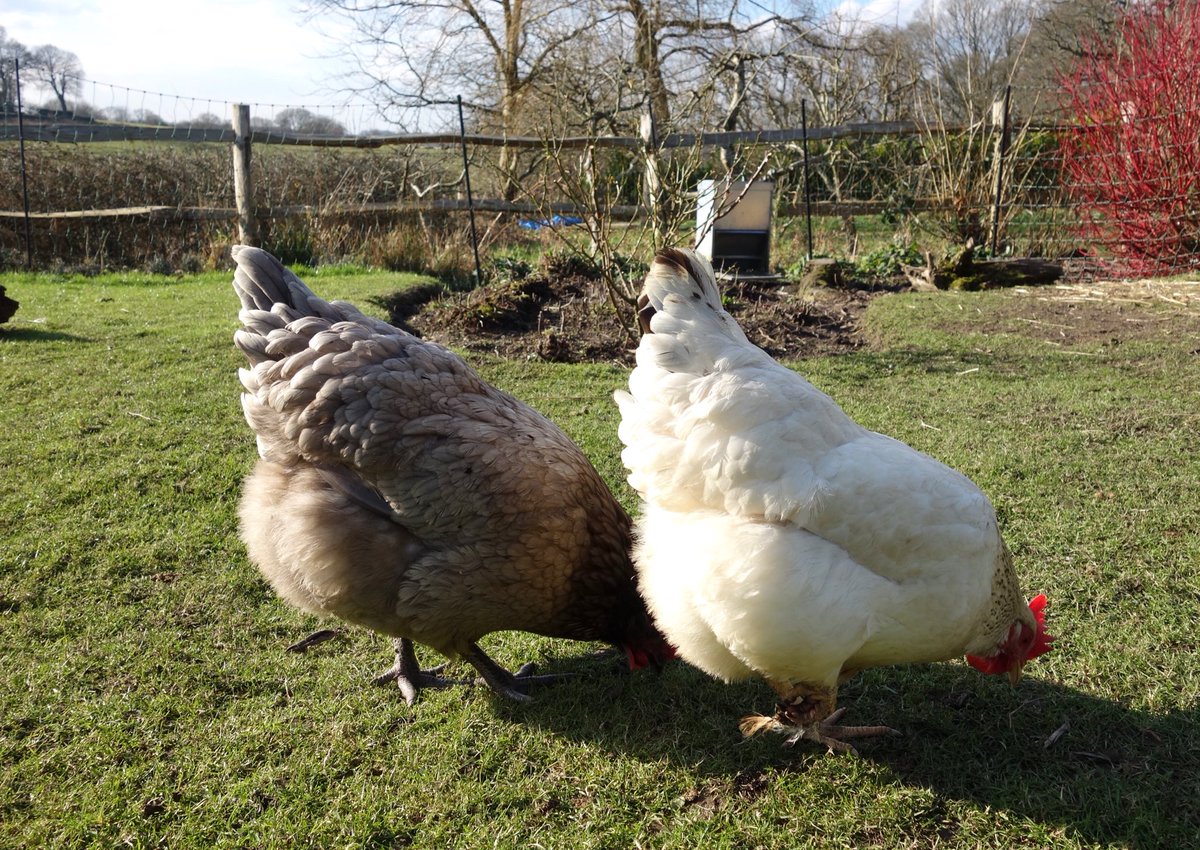 thechickenmafia's tweet photo. Fluffy knicker shot 😍 #chickenkeeping #fluffyknickers #ilovechickens #hens #chickens https://t.co/y7xbi8Vjcv