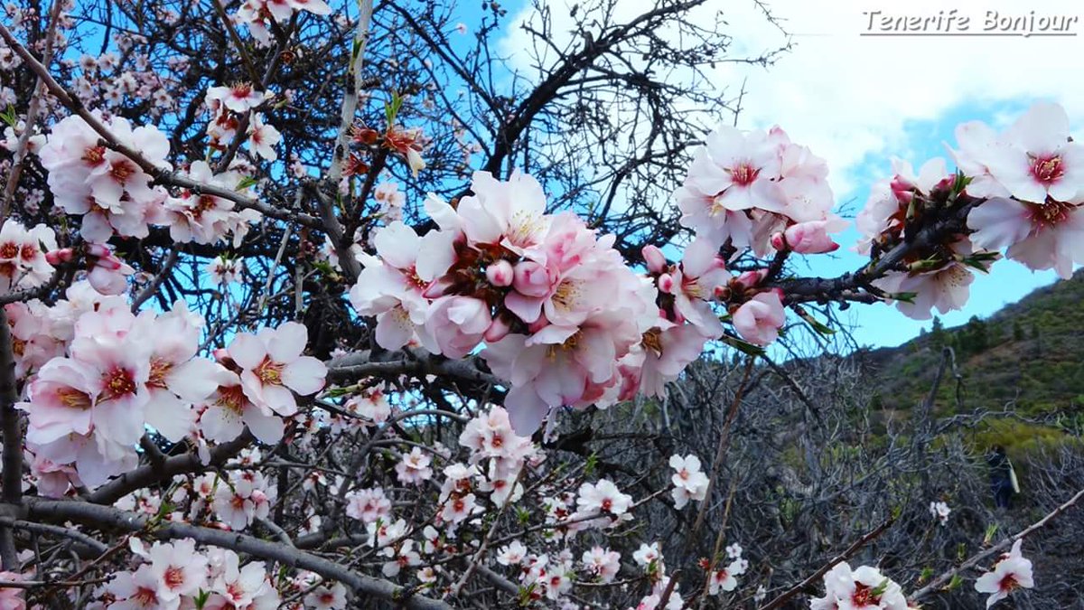 TenerifeBonjour's tweet photo. Ayer #Almendros en Flor 😍 #LasManchas #SantiagoDelTeide #Tenerife @LoqueVeoTfe @paisajecanario @holyber @Tenerife_Ocio @nochescanarias @ChiringPirata @TesorosCanarios @Ogeografica @de1969 @Maraguasan @islaspromo @EmocionesCan @MeteoRTVC https://t.co/R1X6mVyJE7