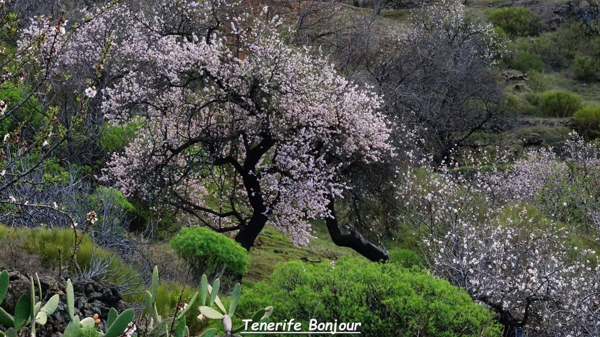 TenerifeBonjour's tweet photo. Ayer #Almendros en Flor 😍 #LasManchas #SantiagoDelTeide #Tenerife @LoqueVeoTfe @paisajecanario @holyber @Tenerife_Ocio @nochescanarias @ChiringPirata @TesorosCanarios @Ogeografica @de1969 @Maraguasan @islaspromo @EmocionesCan @MeteoRTVC https://t.co/R1X6mVyJE7