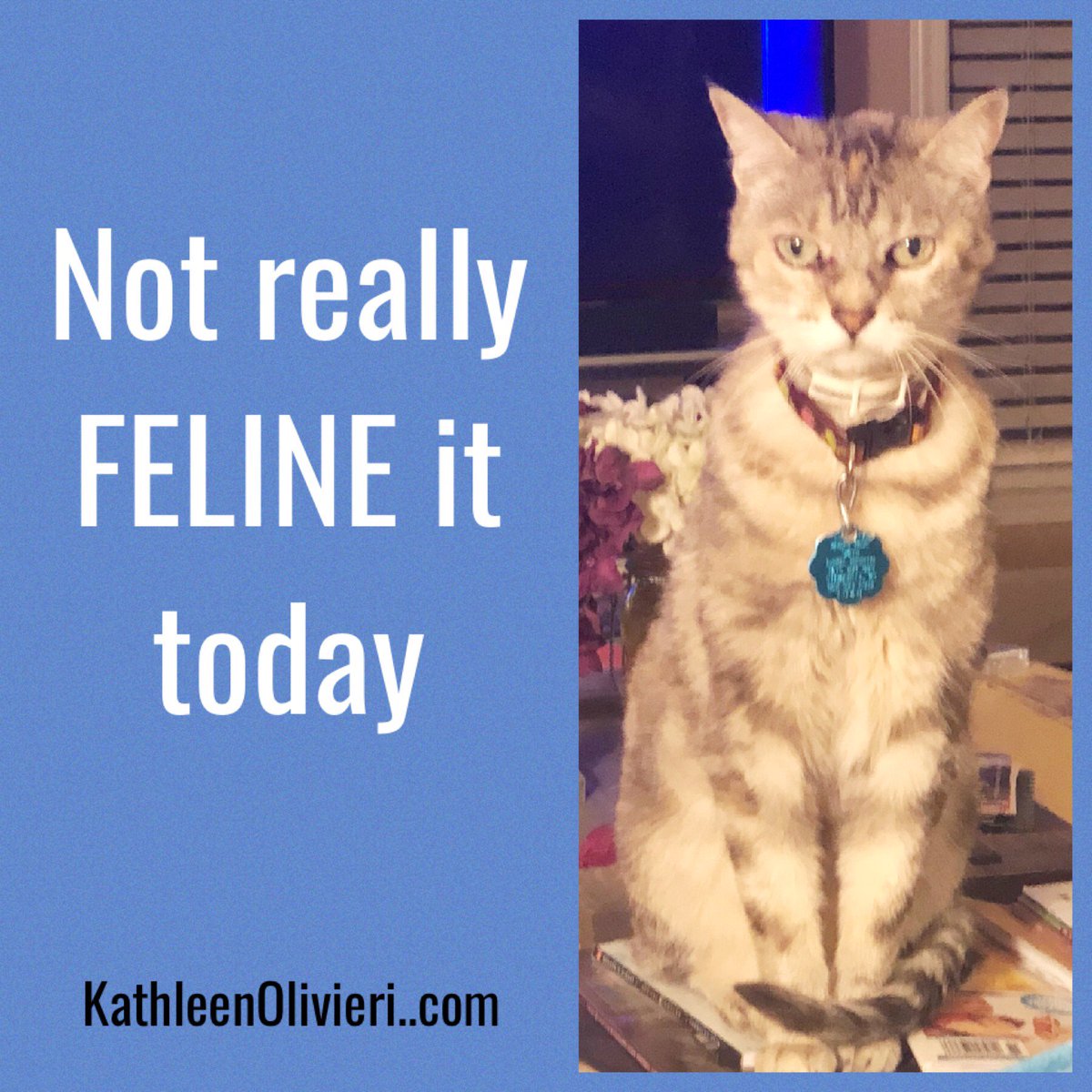kathleenbiz's tweet photo. I’m not FELINE it today! Love when my cat gives me the evil eye!#saturdays #mygrumpycat #cats #evileye https://t.co/OPgzHFQ1ep