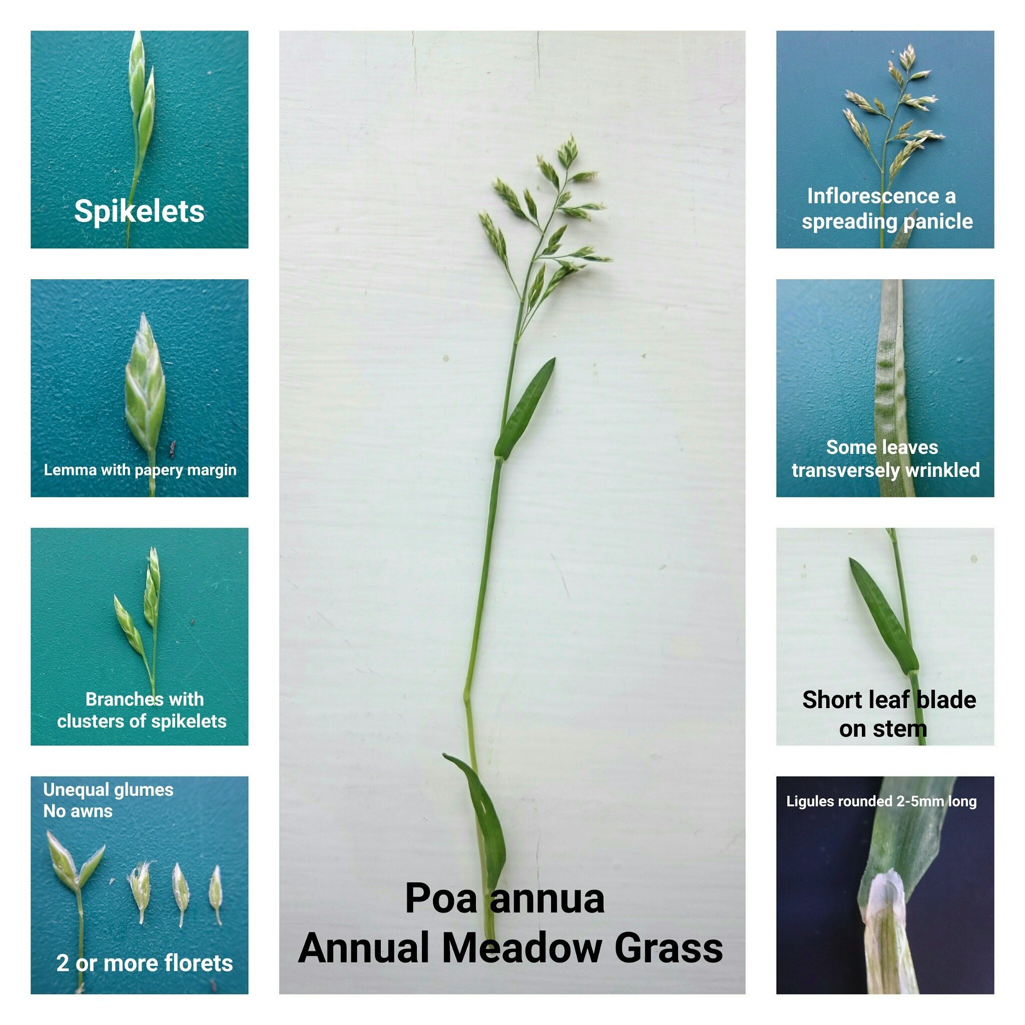 Wildflowerhour On Twitter Poa Annua Annual Meadow Grass One Of The Five Plants You Need To Find For The Herbologyhunt Spotter Sheet