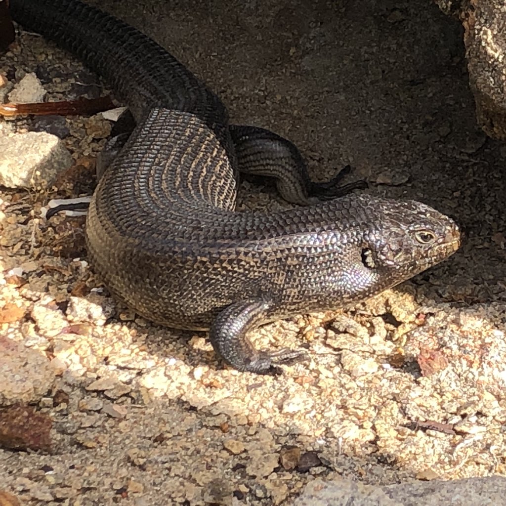 King’s skink