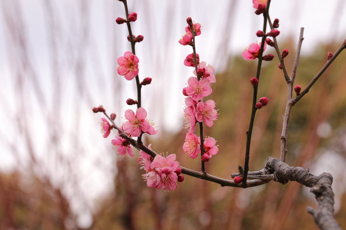 ugutaro2's tweet photo. は〜るよ、こい♪
タムキューで撮影。
#梅
#紅梅
#花
#花の撮影
#写真
#5dmark4
#キリトリセカイ
#TAMRON
#F004
#photograghy
#photo https://t.co/SvVZipJ5hF
