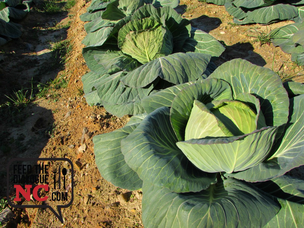 Happy #WorldCabbageDay! Cabbage is grown in Spring and Fall in North Carolina. It is high in fiber and provides 100% of your daily amount of Vitamin K. This cabbage was grown in Warrenton, NC. #FeedTheDialougeNC #thankncfarmers #cabbage #agfacts