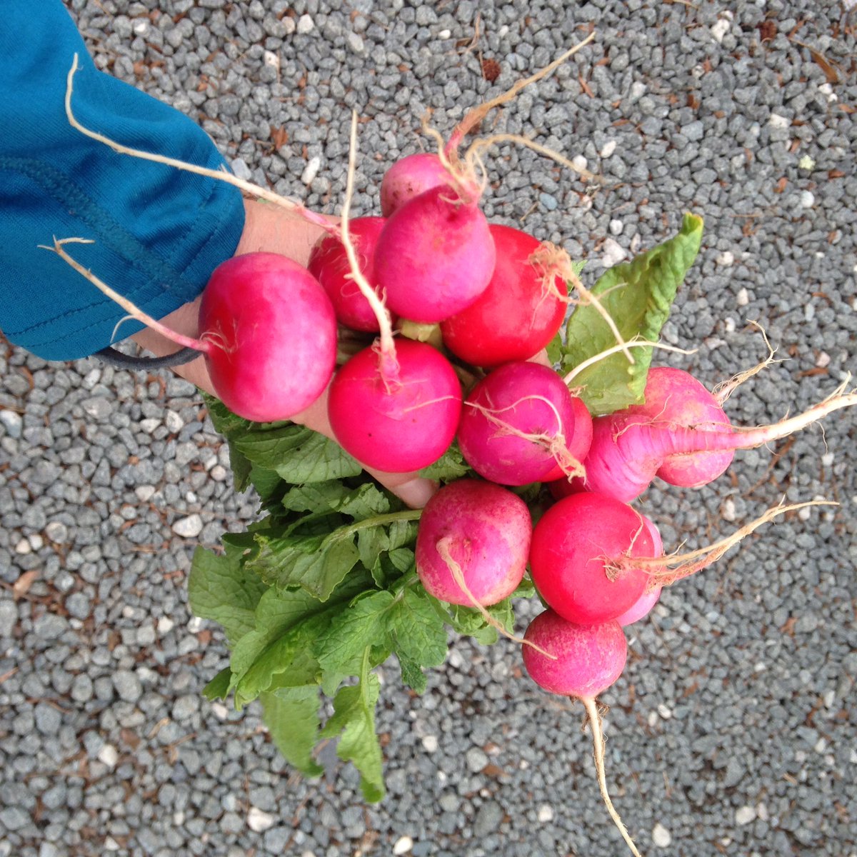 funnygirlfarm's tweet photo. Bouquet of radishes to brighten your weekend? See you at the #farmstand 9a-3p today. 🔥 is going and we're fully stocked with veggies, baked goods, meats & cheeses! #nofilter #radishing https://t.co/aYK4QD6ZIH
