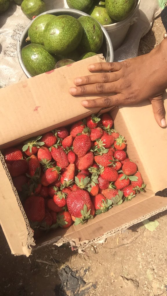 thegroceryladyy's tweet photo. Please guys I have these fresh farm produce for sale per gram or kilogram.

Minimum of 500 naira to enjoy our juicy strawberries 

350 naira to order 1kg of our big Irish potatoes 

This is my hustle, please RT, my clients are on your TL. 
Thank you. https://t.co/XUDDyyUaJ0