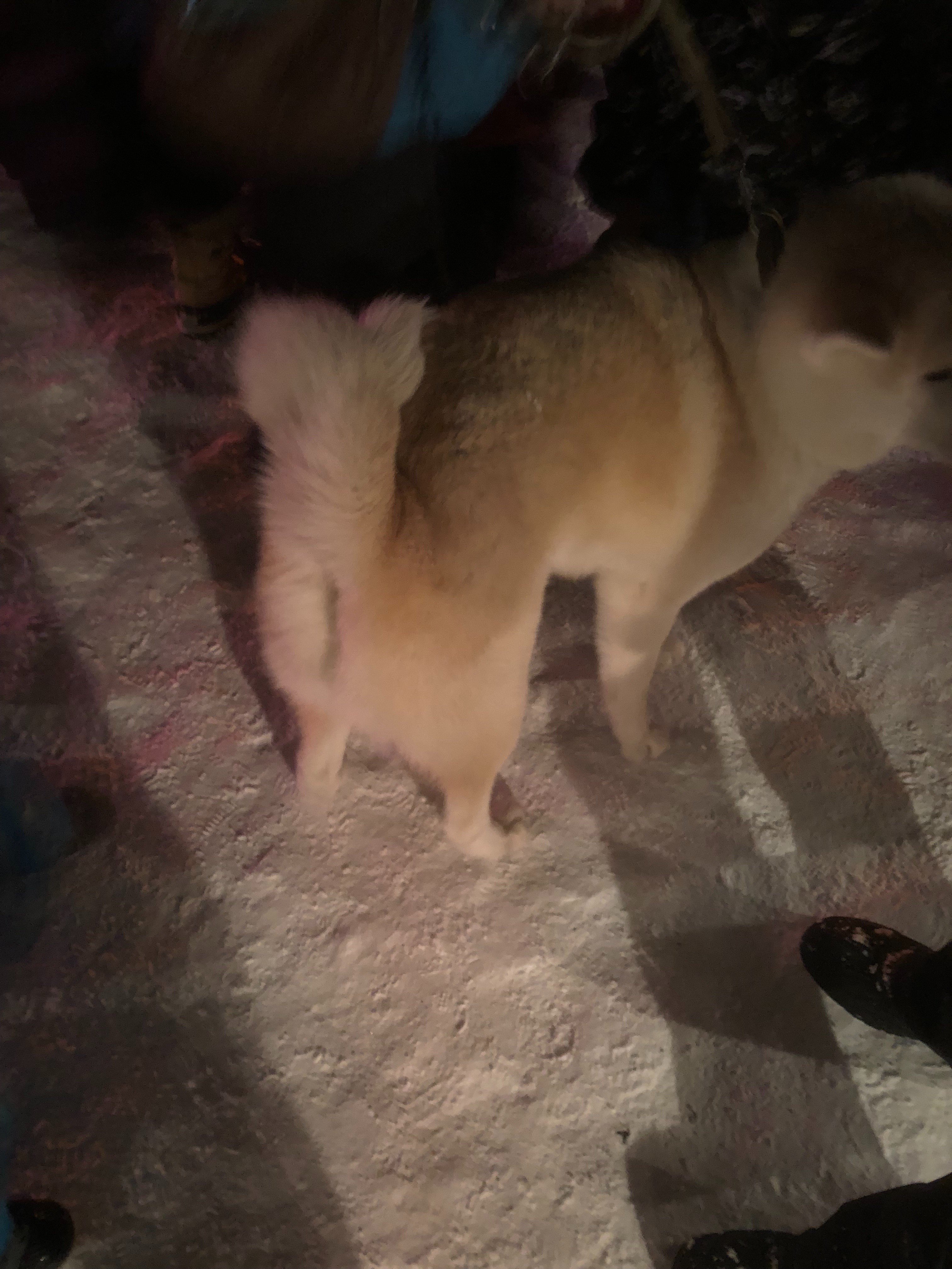 Twitter এ しげちゃん 田沢湖高原雪まつりに行ってきました 紙ふうせんも無事打ち上げ 秋田犬もお出迎え 田沢湖高原雪まつり 秋田においでよ T Co Dhrotx4q5e ট ইট র