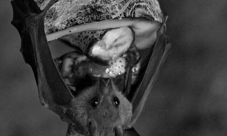 'Rat brains have taught us a lot, but researchers in Israel have found an interesting alternative model to understanding how the hippocampus helps mammals navigate: Bats.' #SavetheBats go.savebats.org/2F6EjZi
