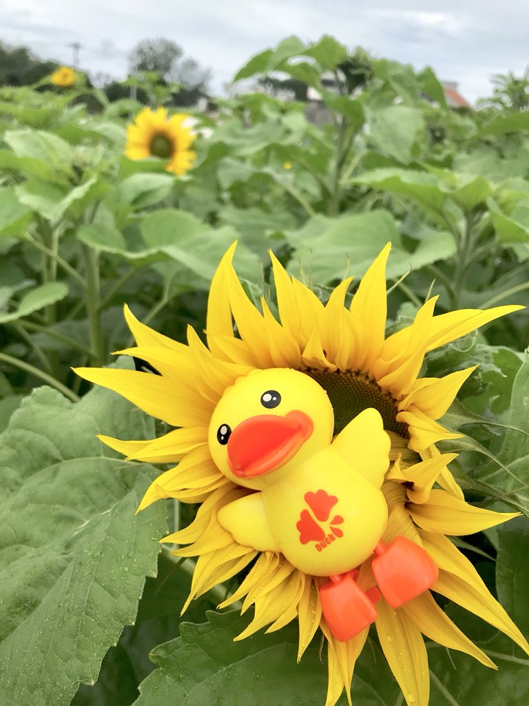 ソース 発行 パーティション ひまわり 着ぐるみ Gbcbeloit Org ソース 発行 パーティション ひまわり 着ぐるみ Gbcbeloit Org