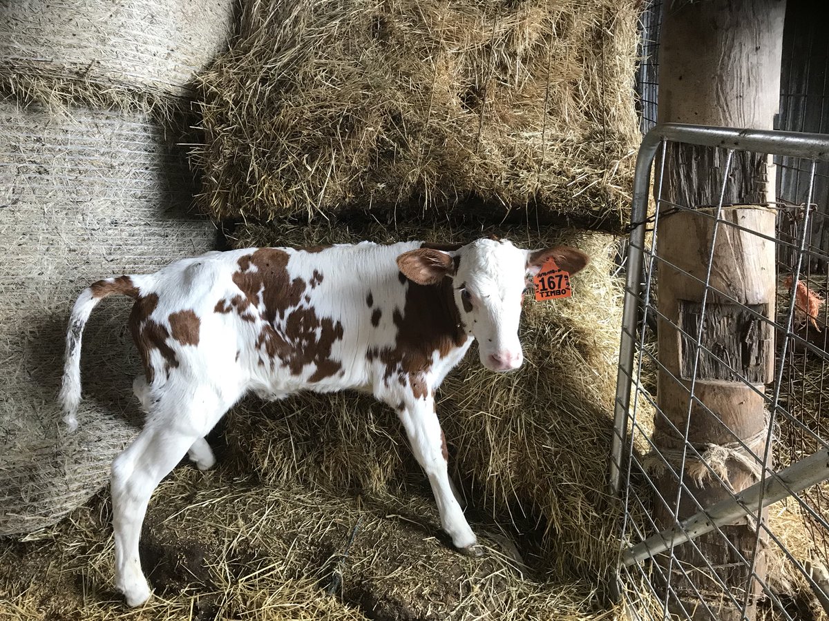 osully2534's tweet photo. @westdama @ABS_Global_Inc @ABSAustralia Hey matt-Possibly 4/4  ammo p x Parma pp  red ✅polled ✅heifer ✅A2 possibly... will be awaiting testing https://t.co/OCcd4y77OX