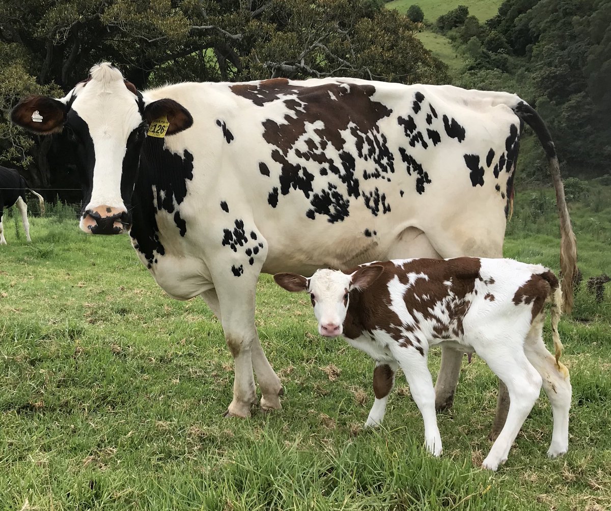 osully2534's tweet photo. @westdama @ABS_Global_Inc @ABSAustralia Hey matt-Possibly 4/4  ammo p x Parma pp  red ✅polled ✅heifer ✅A2 possibly... will be awaiting testing https://t.co/OCcd4y77OX