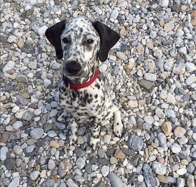 InstitutoPerro's tweet photo. Camuflaje https://t.co/GacdJ942Ld
