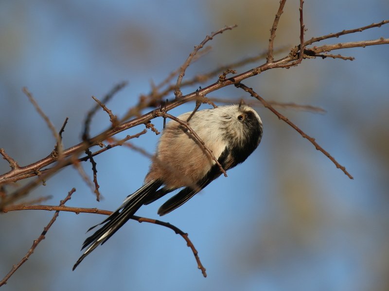 Long tailed Tits at Old Bewick, Northumbs today.