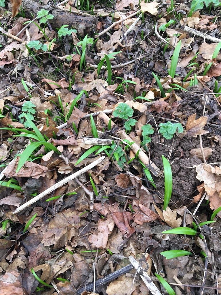 You know Spring is just around the corner when these little leaves start to appear...#wildgarlic #lovenature #spring #Nottinghamshire