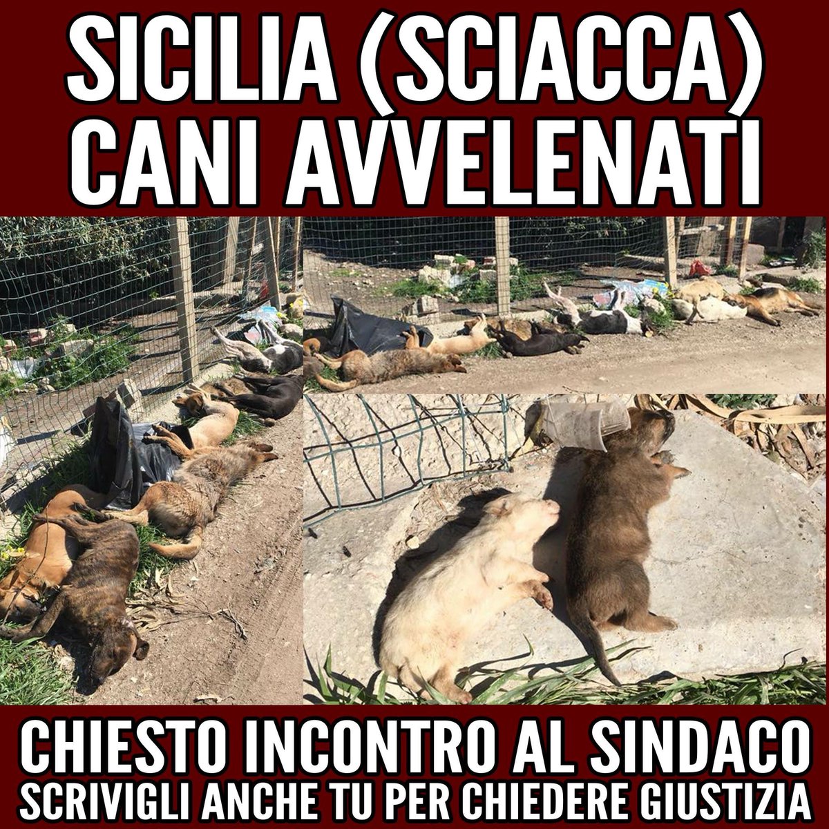 Bernini_P's tweet photo. #SICILIA (SCIACCA) CANI AVVELENATI. E' ORA DI DIRE BASTA A QUESTI GESTI INFAMI.

Da ieri in tanti mi state inviando queste foto vergognose, per segnalarmi quanto accaduto a #Sciacca. Immagini che mi fanno vergognare di appartenere alla specie umana.
https://t.co/DLqXfhaHPj https://t.co/N0Ka4Rm97x
