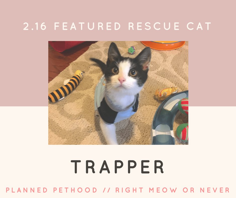 RightMeowOrNevr's tweet photo. Finding Furever : Trapper https://t.co/jFzYwIwp97 https://t.co/Mft0TxSQ7Q