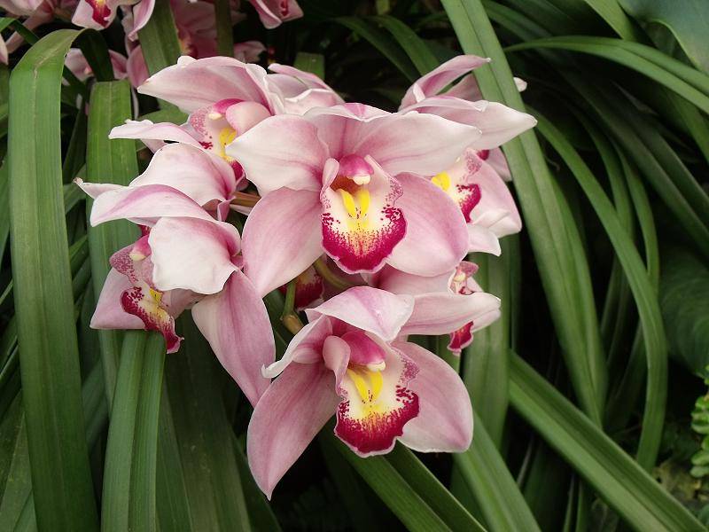 Орхидея цимбидиум как ухаживать. Орхидея Цимбидиум. Орхидея Дендробиум Цимбидиум. Фаленопсис Цимбидиум. Цимбидиум Дельмонт.