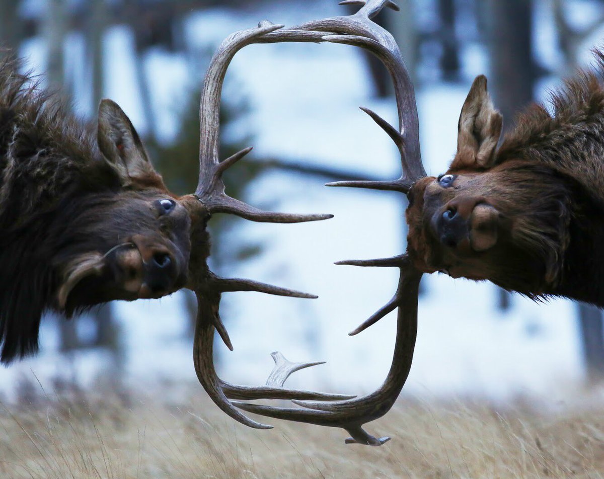 To the bold goes the gold.🏅Bull elk battling @Rockynps by Zach Rockvam #Colorado