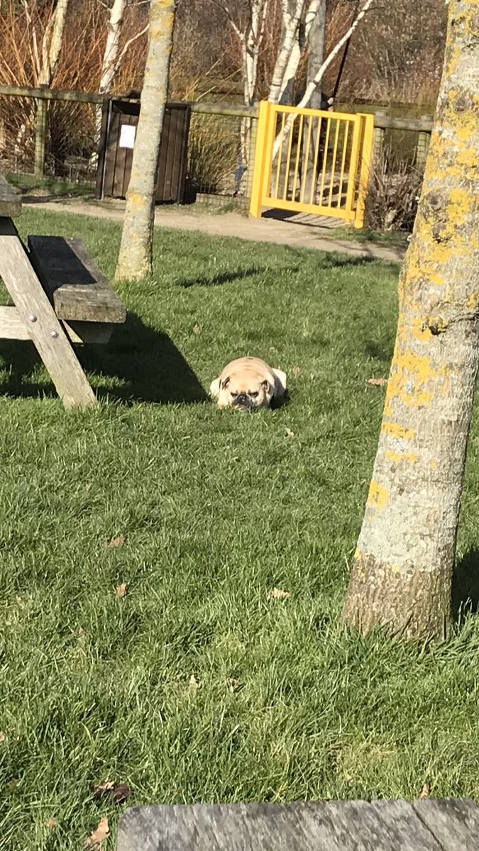 ohthatpooch's tweet photo. Whilst pug bathing earlier I found a bread stick to nom!! Humum said I looked like a toad.... how rude! ๐ #puglife #pugbathing #breadstickmine https://t.co/0tifPHOn5m
