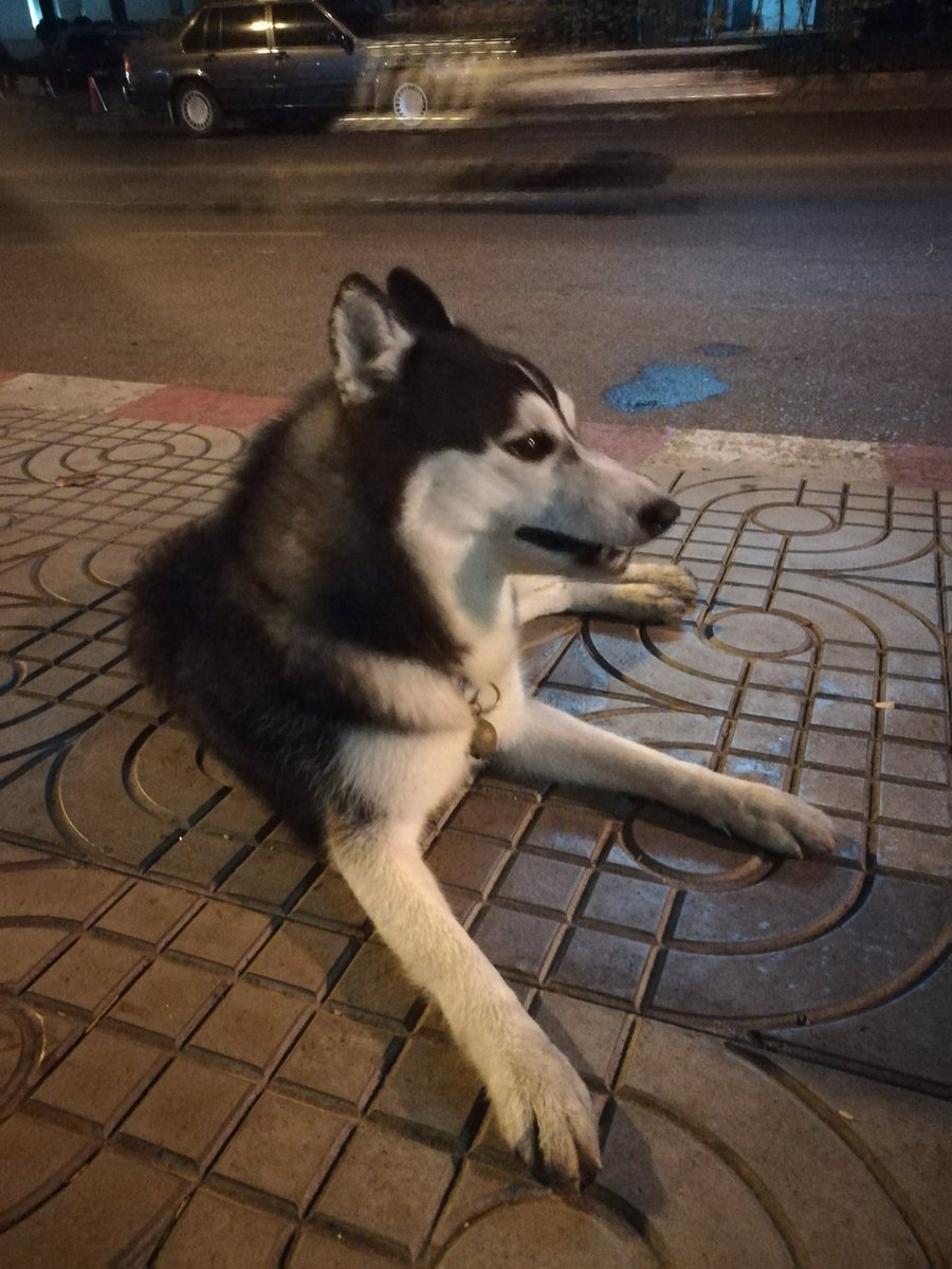 EmmyTqd's tweet photo. น้องหมาใครหายมั้ยคะ ไซบีเรียนตัวนี้มายืนอยู่หน้าบ้านเรา น้องเป็นตัวเมียค่ะ ขี้เล่นมาก เหมือนจะฟังไทยไม่ออก พี่รปภ.บอกว่าเหมือนเคยเห็นมาวิ่งกับเจ้าของเป็นฝรั่ง พิกัดโรงแรมSC.Park นะคะตอนนี้น้องวิ่งหายไปซอยตรงข้ามอ่ะมันมืดเราไม่กล้าเข้าไปตาม ภาพชัดแค่นี้นะคะ #หมาหลง 
@js100radio https://t.co/bi6XFhxwX9