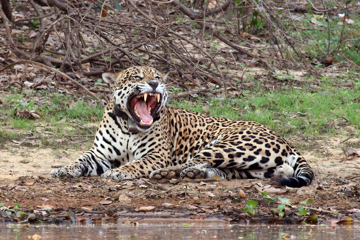 マスターg ジャガー 中南米を中心に生息するネコ科の猛獣 新大陸では最大の肉食動物 泳ぎが得意で魚も食べる 従来のネコ科は獲物の喉や首を噛み窒息 させるがジャガーは噛む力も強く頭蓋骨を噛み砕き獲物を仕留める 大型のワニを捕えて食う事もある