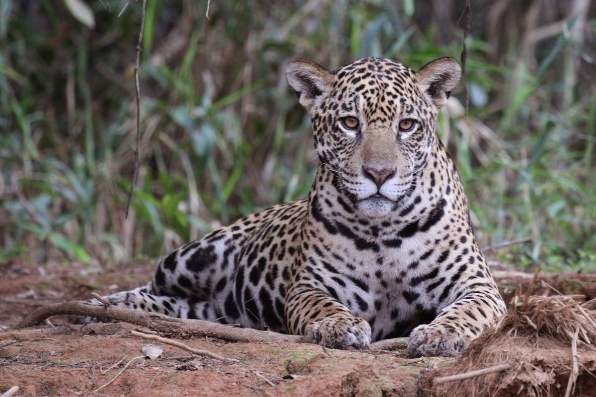 マスターg ジャガー 中南米を中心に生息するネコ科の猛獣 新大陸では最大の肉食動物 泳ぎが得意で魚も食べる 従来のネコ科は獲物の喉や首を噛み窒息 させるがジャガーは噛む力も強く頭蓋骨を噛み砕き獲物を仕留める 大型のワニを捕えて食う事もある