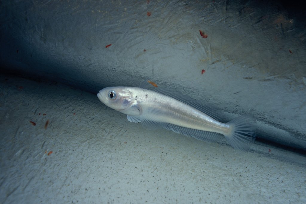 OceanicPhotos's tweet photo. And that's a truly unique fish species!!! The bald notothen (Pagothenia borchgrevinki) is a fish that live in the freezing waters of the Southern (Antarctic also) Ocean. ❄️☃️🌊🐟🇦🇶
📸: Norbert Wu
#UnderwaterPhoto #Antarctica #Science #Biology #OurOcean https://t.co/Q41IZVeMX5