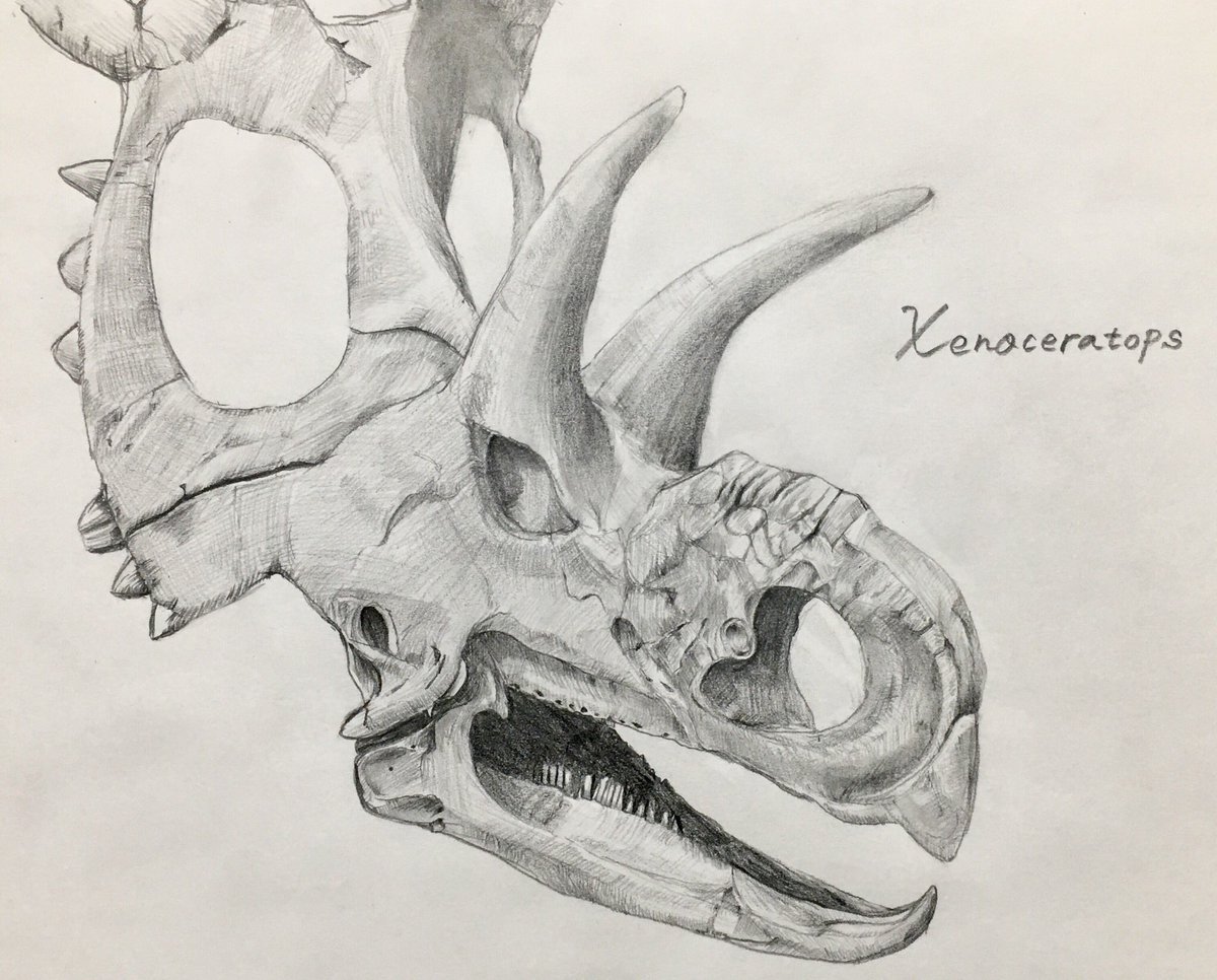 恐竜画家CAN（きゃん）🦖 على X: 