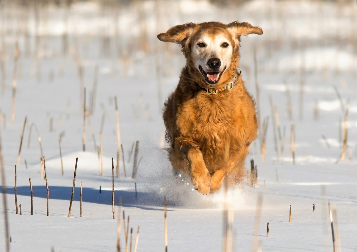 MWHITEPIX's tweet image. Lucy loves her winter outdoor runs! #photography