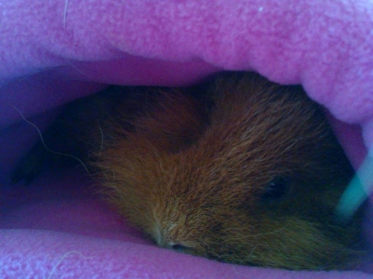 Siobhan_Dance's tweet photo. Nothing like a Saturday afternoon snooze in your brand new pigloo! ahhh Philip <3 #pigglesnooze #pigloo @happycavy https://t.co/pAD99QddPk