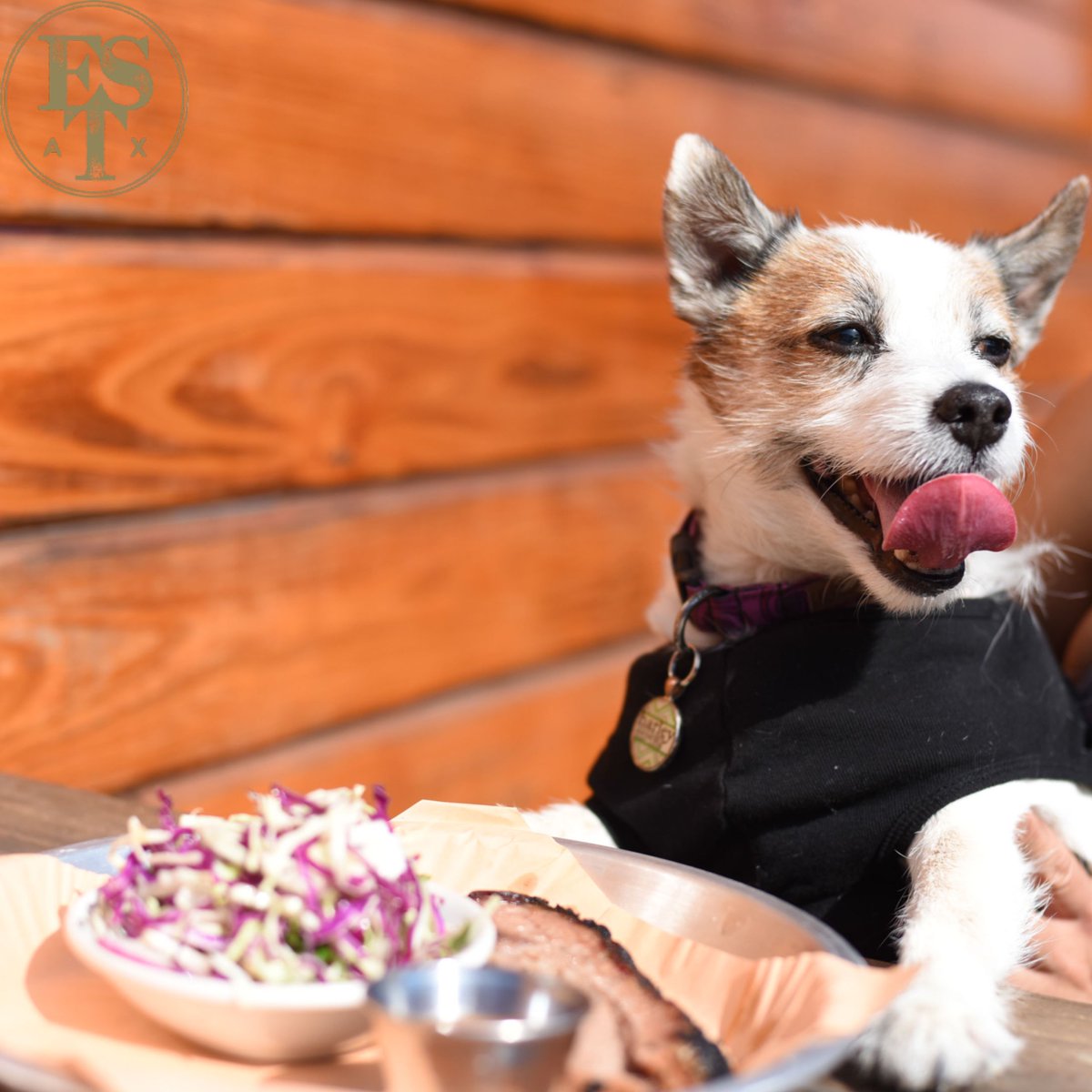 ESTavernAustin's tweet image. We love our furry guests as much as this little guy loves the smell of barbeque. Bring your best friend to our patio to enjoy the outdoors and a good meal.

#eastsidedogs #patiosATX #puppylove #dogsofaustin #bbq #bbqlovers #eastsidetavern #bringyourpet