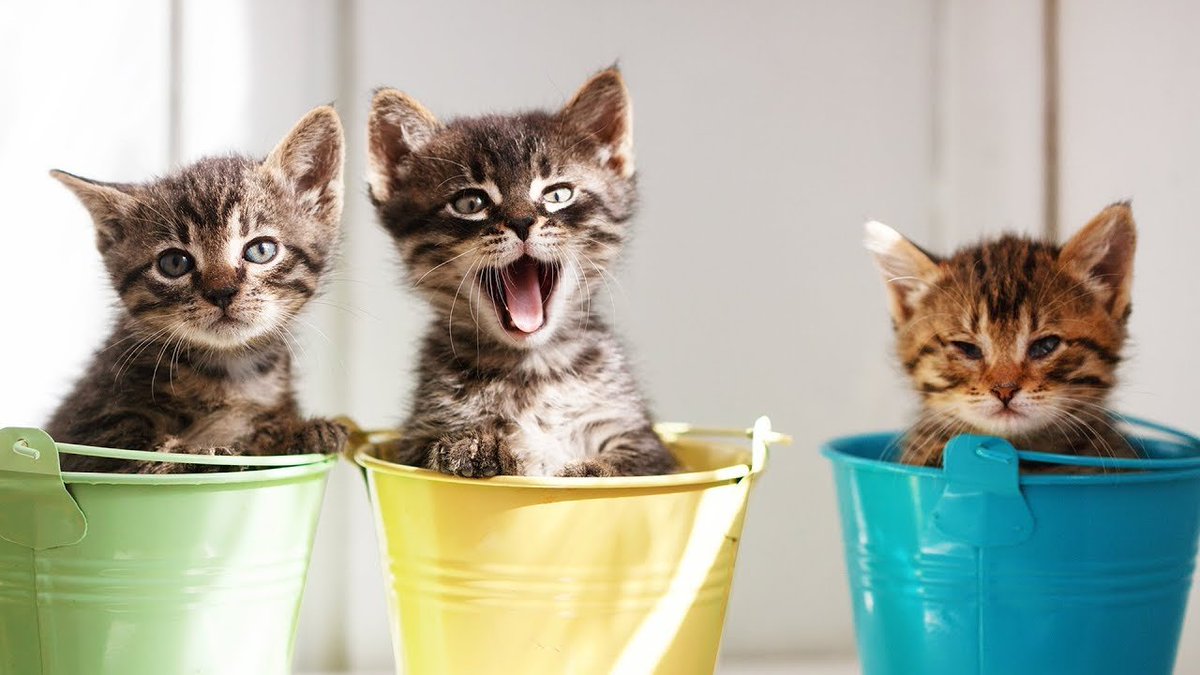 BestLife_Pets's tweet photo. Congrats to these top cat blogs hand-picked by @themeowblog! https://t.co/cW0HGYlgNG  #catlove #catlady #catmom #catdad #catparent #catlover #lovecats #happycats #catfact #catsoftwitter #cathappiness #meow #catblog #catwebsite #catnews #congrats https://t.co/kcEreUacON