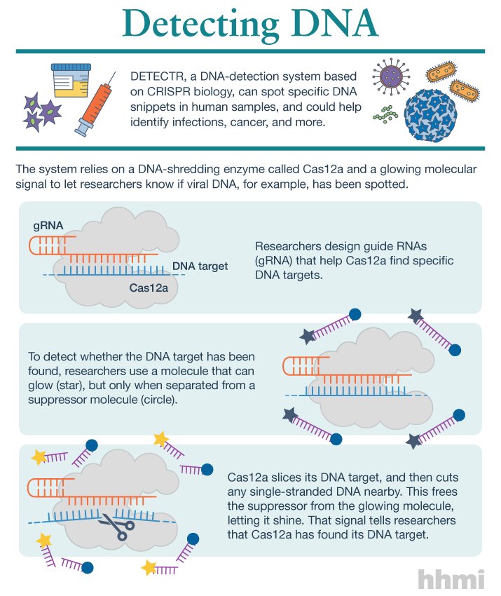 hhmi_science's tweet image. A powerful genome editing tool based on #CRISPR can be deployed as an ace DNA detective, able to sniff out DNA snippets that signal viral infections, cancer, or even defective genes. bit.ly/2nZkDPN @doudna_lab