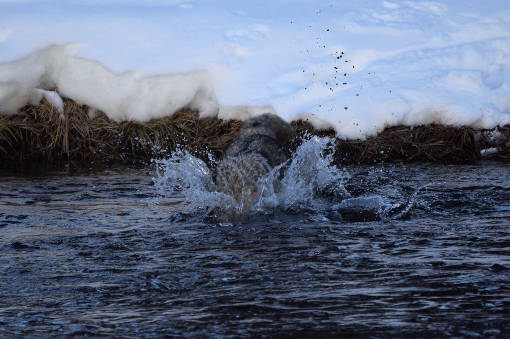 YellowstoneNPS's tweet photo. Ranger John Burman captured some great shots of a coyote fishing along the Madison River: that trout is sure to make some anglers jealous! https://t.co/P6PyMmiKjC