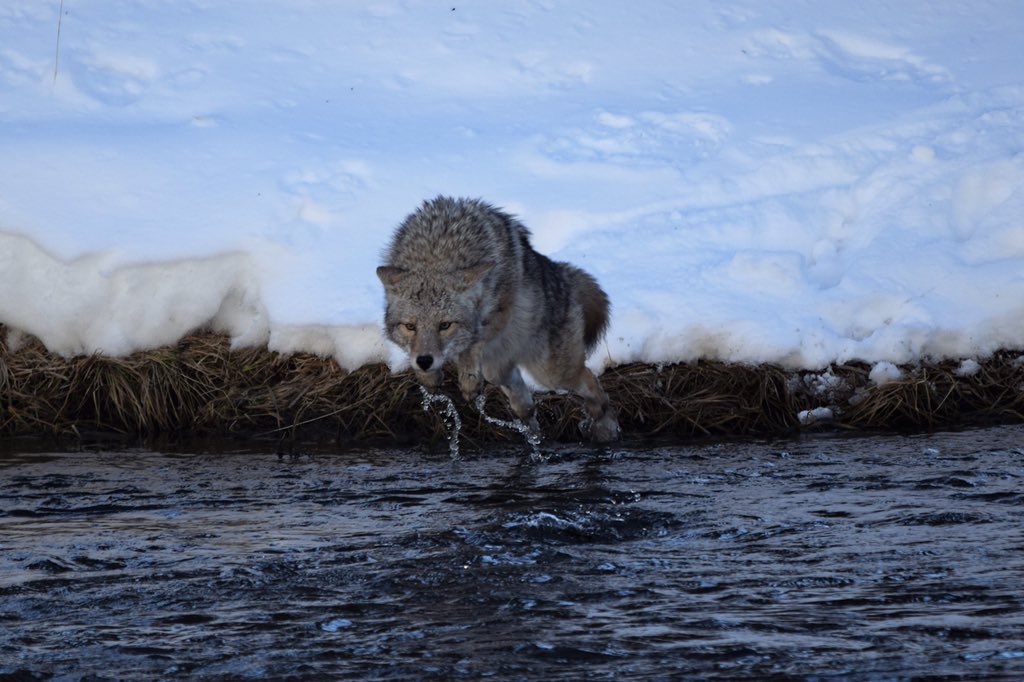 YellowstoneNPS's tweet photo. Ranger John Burman captured some great shots of a coyote fishing along the Madison River: that trout is sure to make some anglers jealous! https://t.co/P6PyMmiKjC